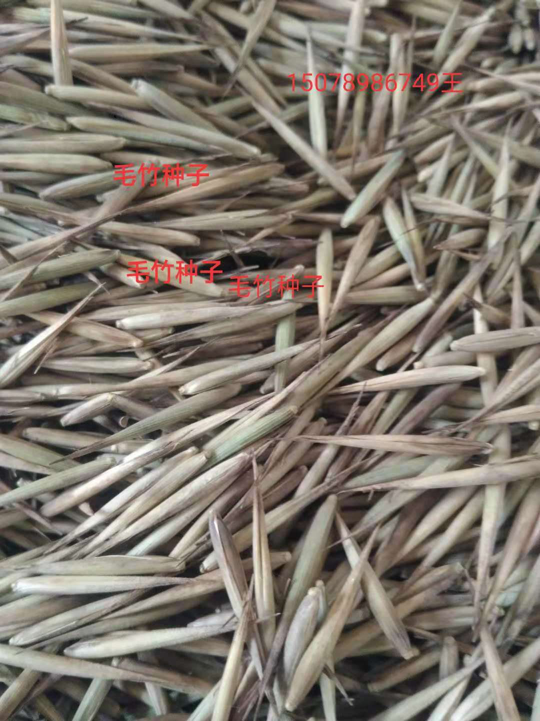 供应广西桂林毛竹种子厂家直销-优质毛竹种子基地采购报价批发价格-毛竹种子种植方法技术质量哪家好图片