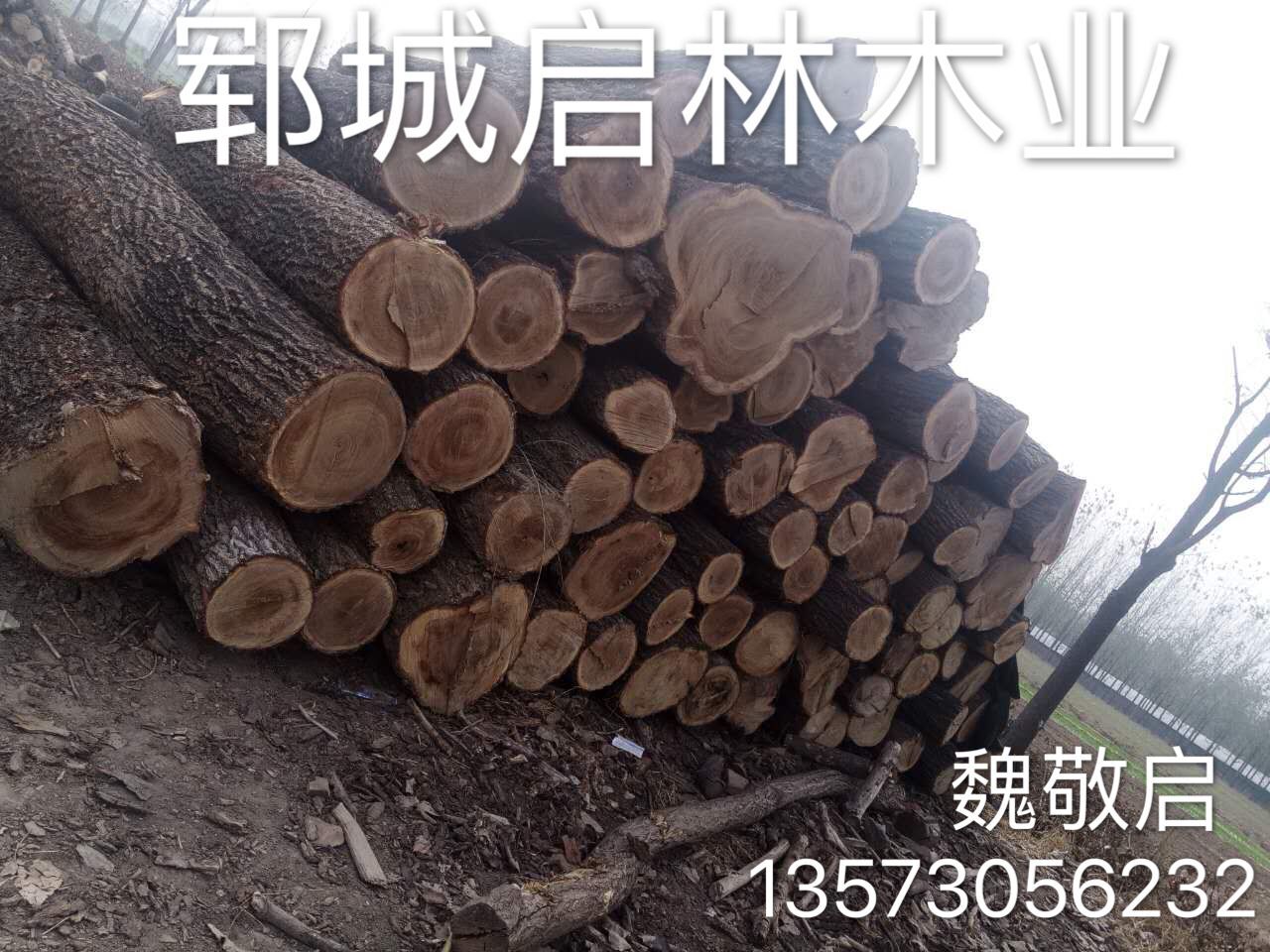 榆木 大量出售榆木原木图片