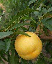 黄金蜜0号，黄桃树苗，黄桃品种，黄桃新品种，新品种桃树苗，优质黄桃