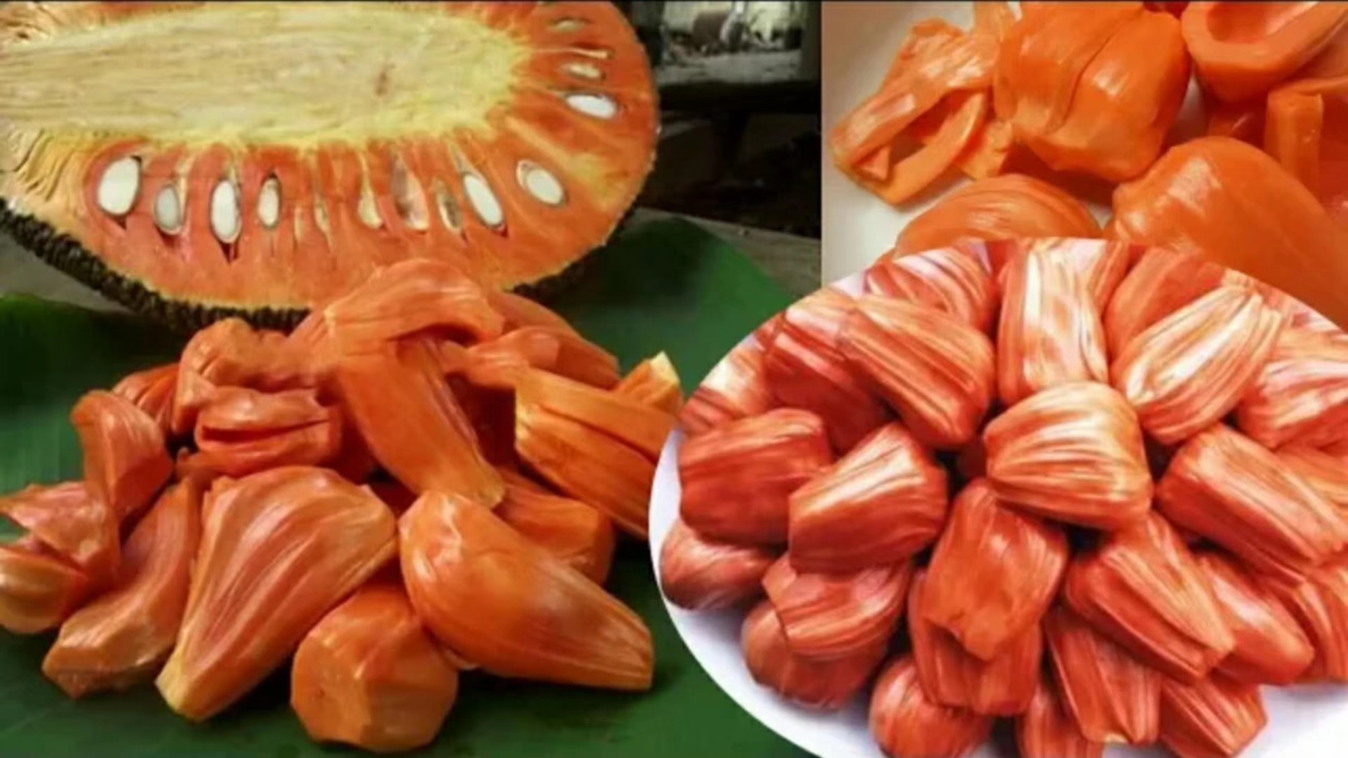 泰国红肉菠萝蜜 树苗马来西亚一号菠萝蜜树苗四季菠萝蜜树苗。 泰国红肉菠萝蜜树苗图片