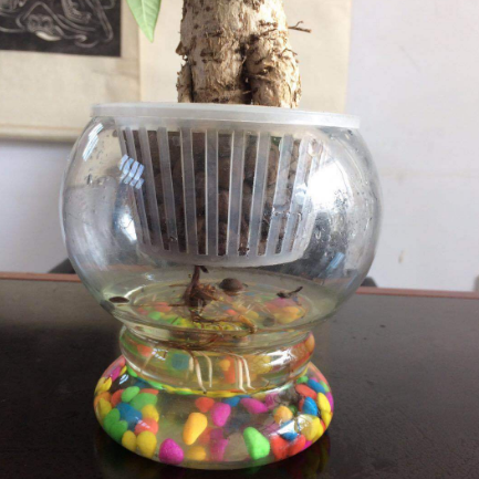玻璃瓶供应透明台式玻璃花瓶 绿萝花器  桌面摆件 带底水培加厚花瓶 花瓶哪家好 玻璃瓶