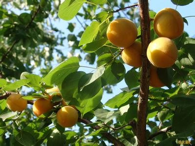 大果凯特杏2号树苗，优质杏树苗，杏树苗批发，好吃的大果杏