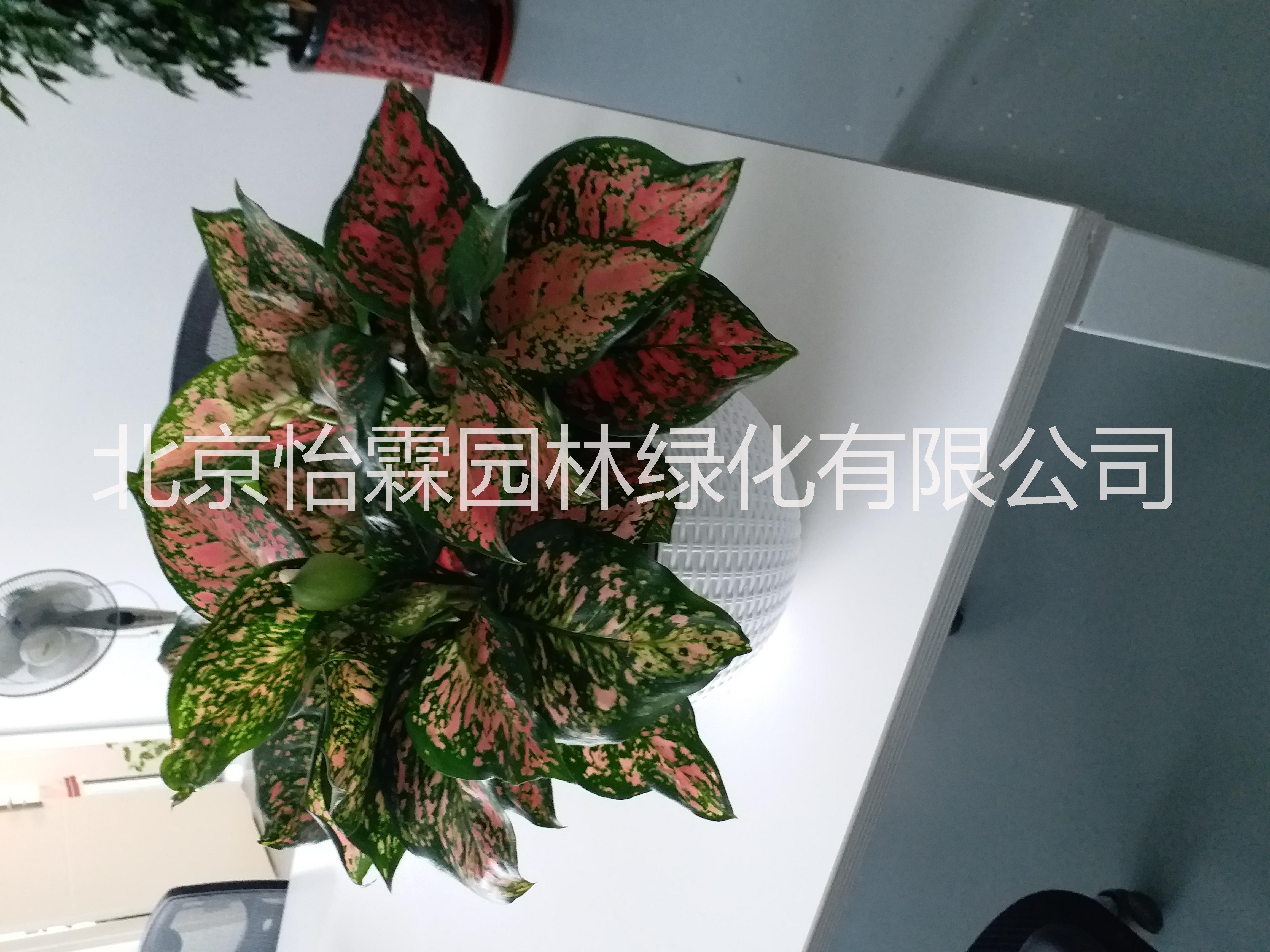 北京绿植租赁北京花卉租赁