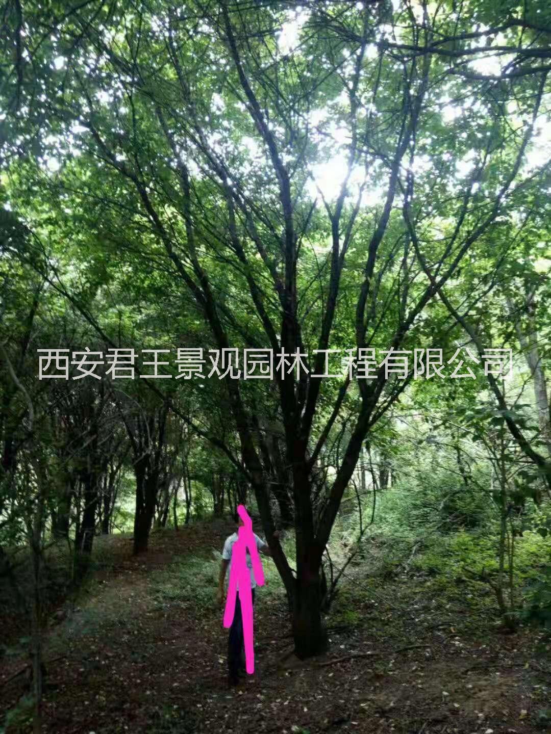 西安茶条槭图片