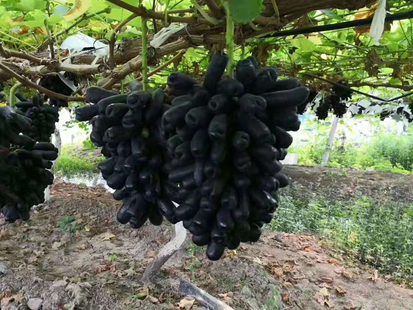 种植葡萄苗木的方法