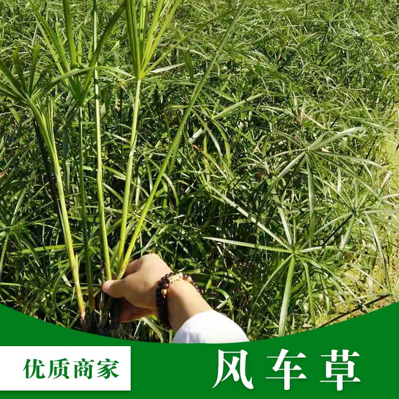 云南风车草优质种植基地-厂家报价直销供应商