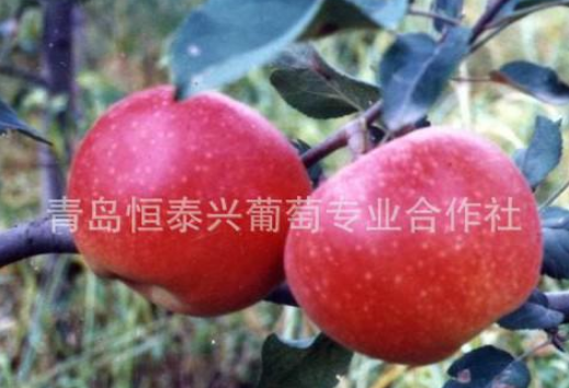 青岛市优质苹果苗厂家