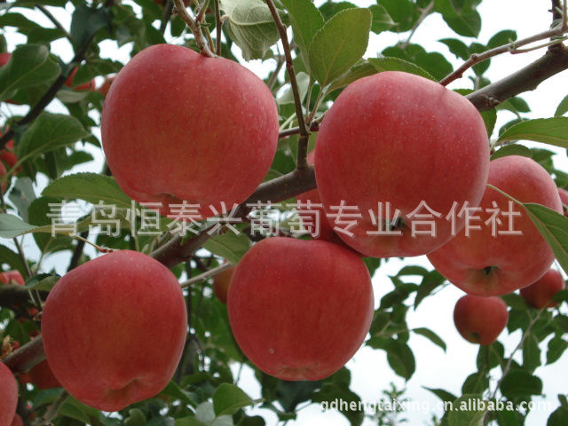 青岛市优质苹果苗厂家供应恒泰兴一级优质苹果苗 成活率高