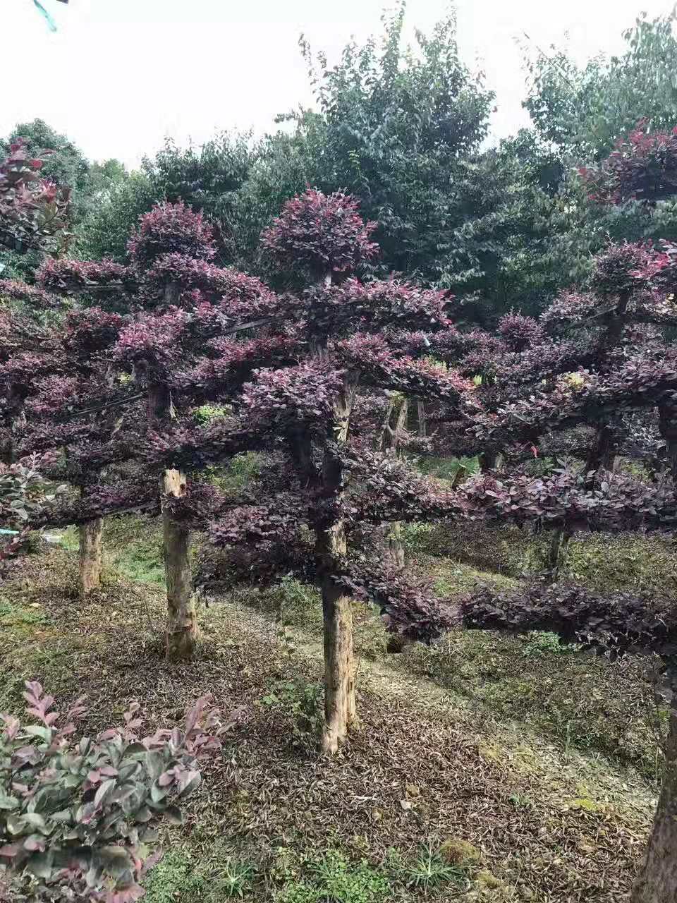 红花继木的种植方法图片