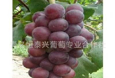 葡萄 苗葡萄苗----玫瑰香葡萄 苗 优质葡萄苗 黑芭拉多