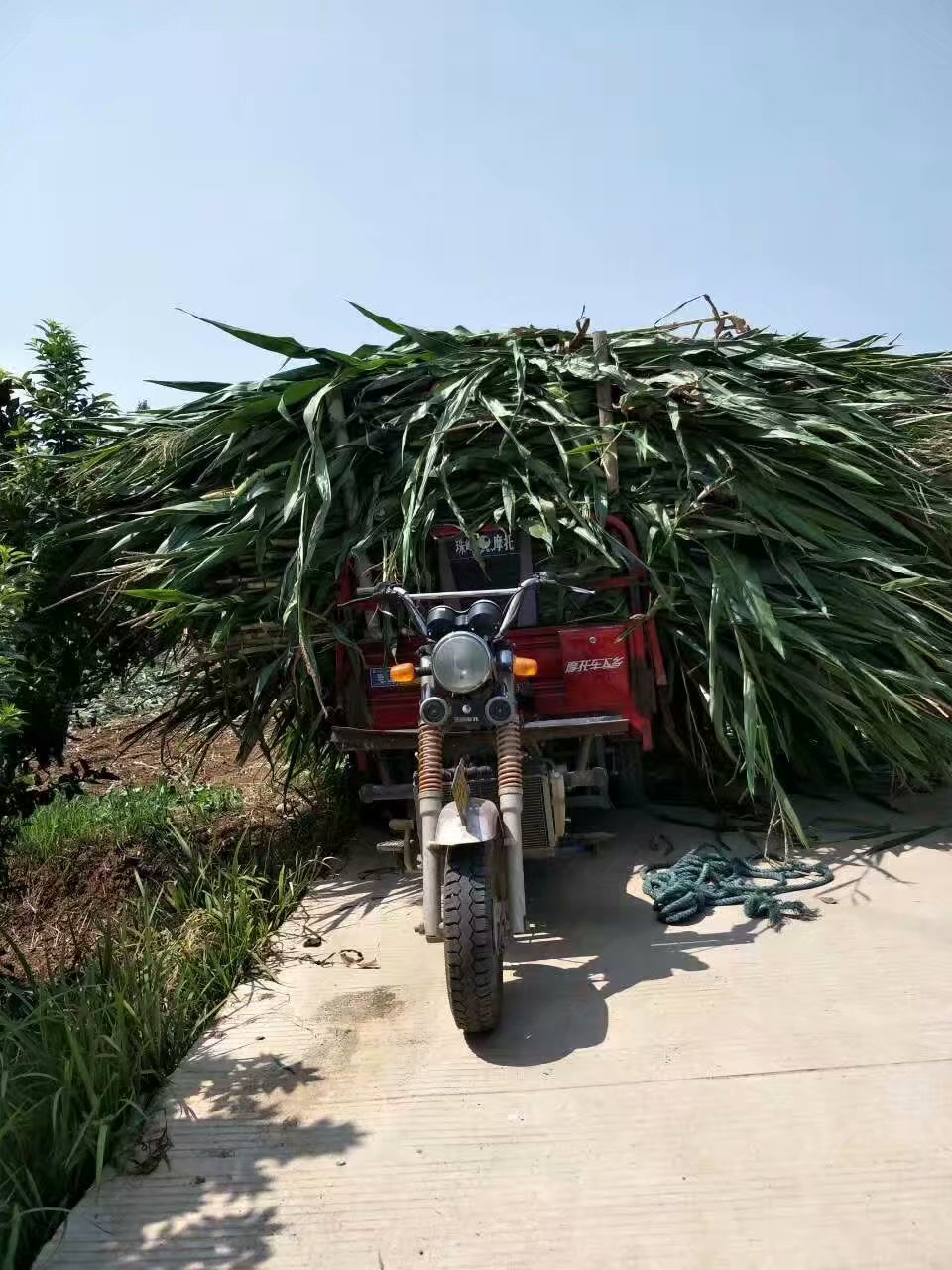 汉中市陕西宁陕玉米秸秆青储粗饲料厂家厂家