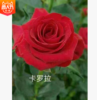 红玫瑰报价 厂家红玫瑰批发 厂家红玫瑰供应 厂家红玫瑰哪家好 厂家红玫瑰直销图片