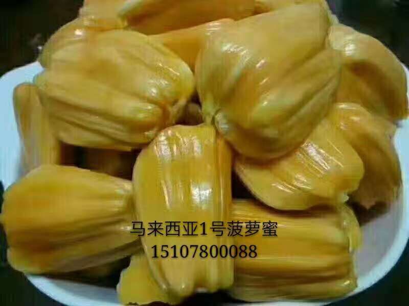 马来西亚1号菠萝蜜 云南红肉菠萝蜜生产基地 供应商经销商报价 红肉菠萝蜜批发价格图片
