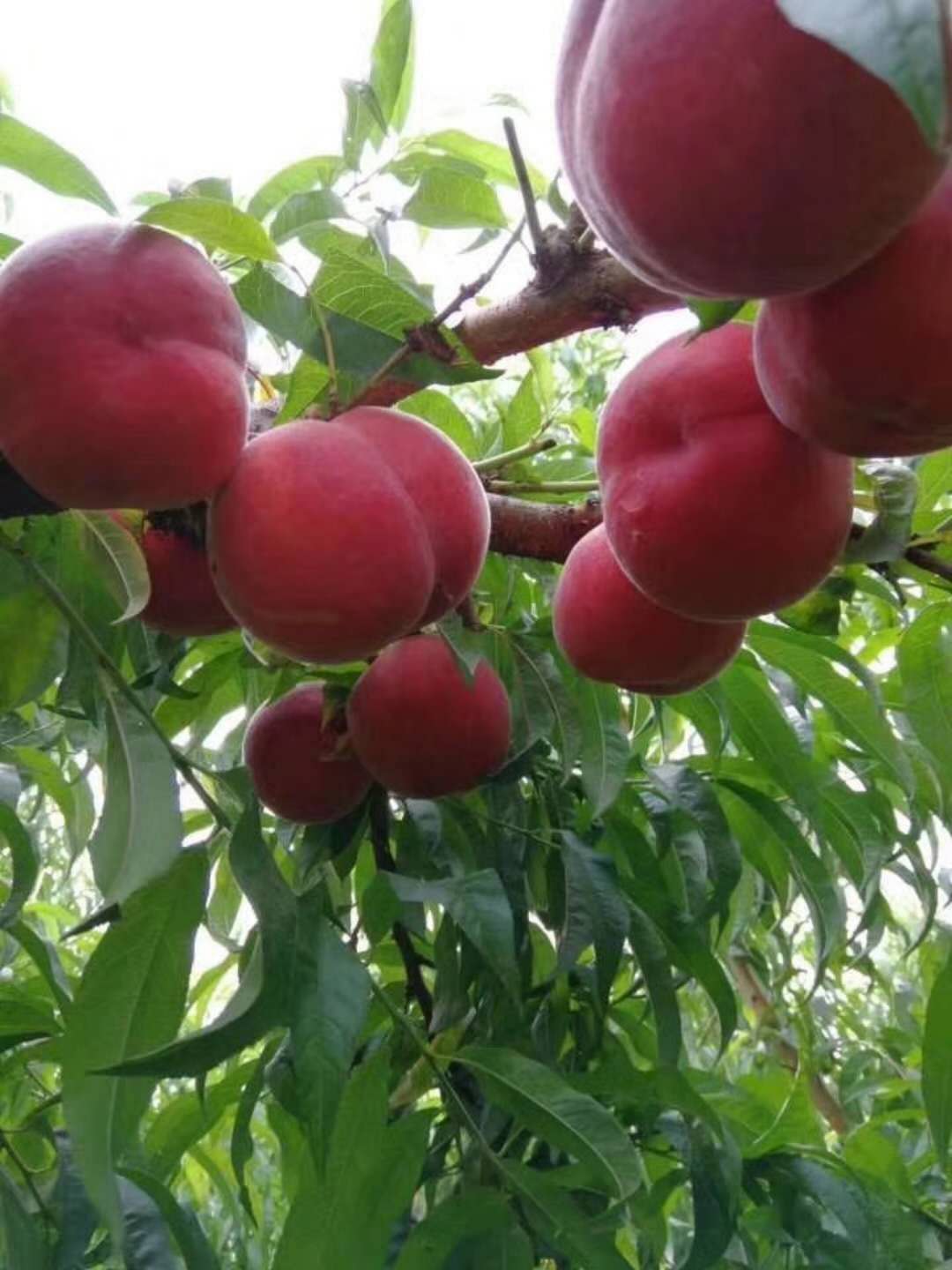 特早蜜脆桃519，优质早熟桃，早熟桃新品种，早熟桃树苗，新品种早熟桃