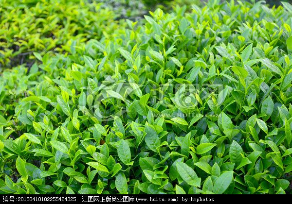 广州茶叶批发 绿茶红茶加工 广州绿茶带包装礼品茶 绿茶 礼品图片