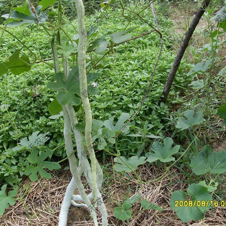 蛇瓜种子 蛇豆角种子 蛇丝瓜 长廊特色食用瓜果种子