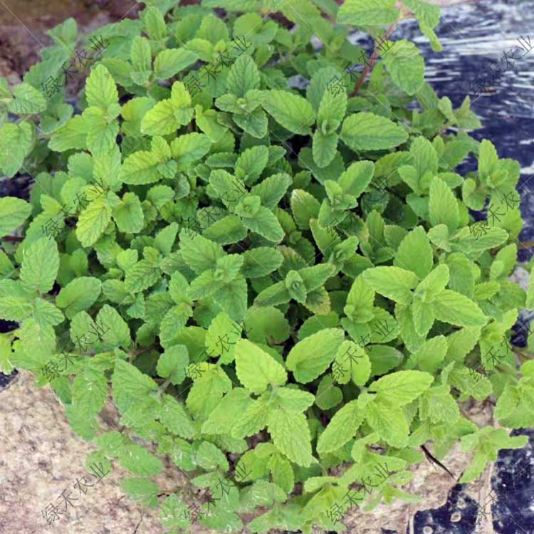 留兰香种子兰香薄荷种子 特菜香草 香味植物种植技术图片