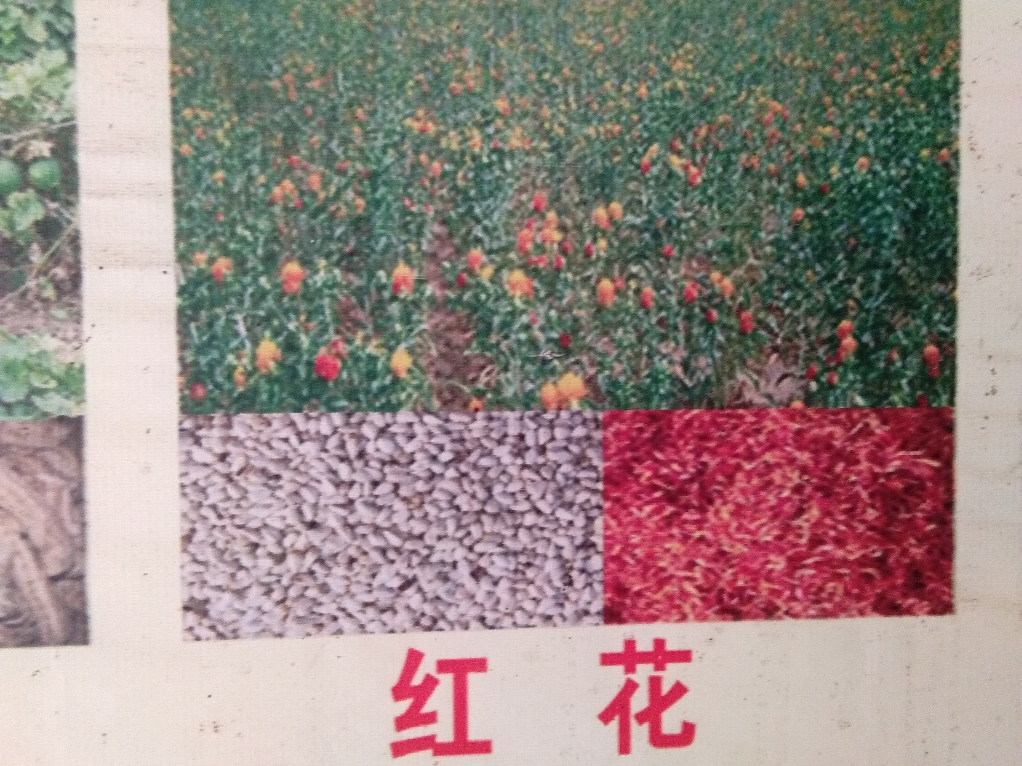 红花种子种植方法，红花的品种有哪些图片