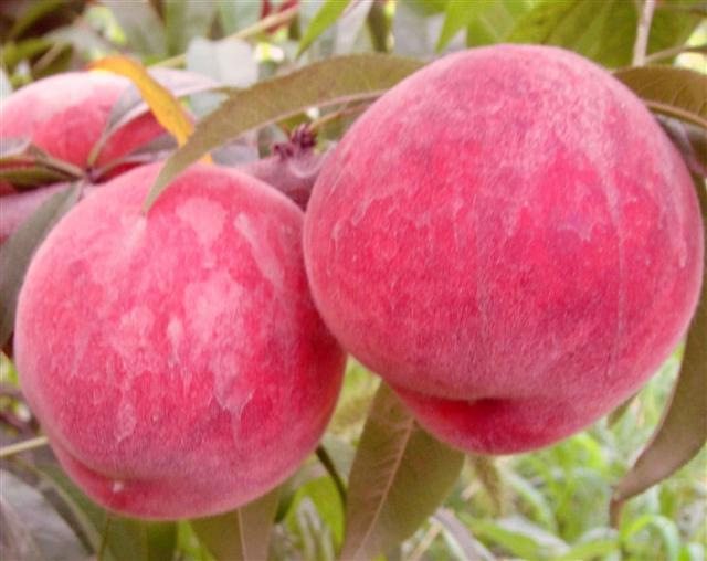 极早520红脆桃，早熟桃树新品种，早熟桃树新品种，新品种桃树苗