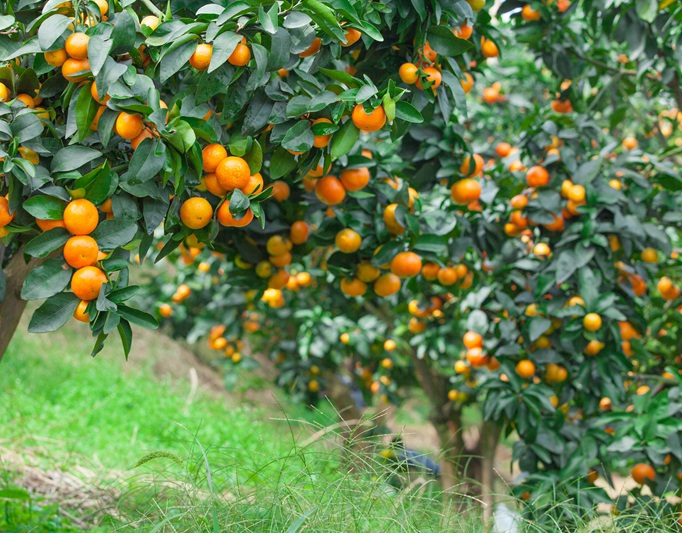 广西金葵砂糖橘苗种植基地广西金葵砂糖橘苗种植基地-供应商-批发价-多少钱-报价