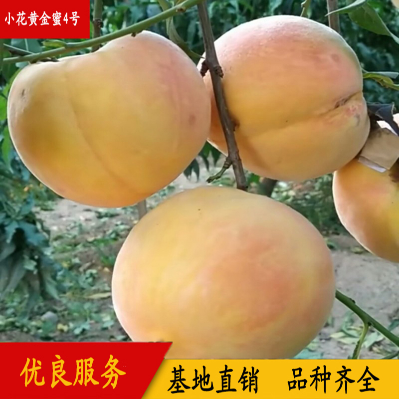 小花黄金蜜4号 桃树品种 黄金蜜桃树介绍