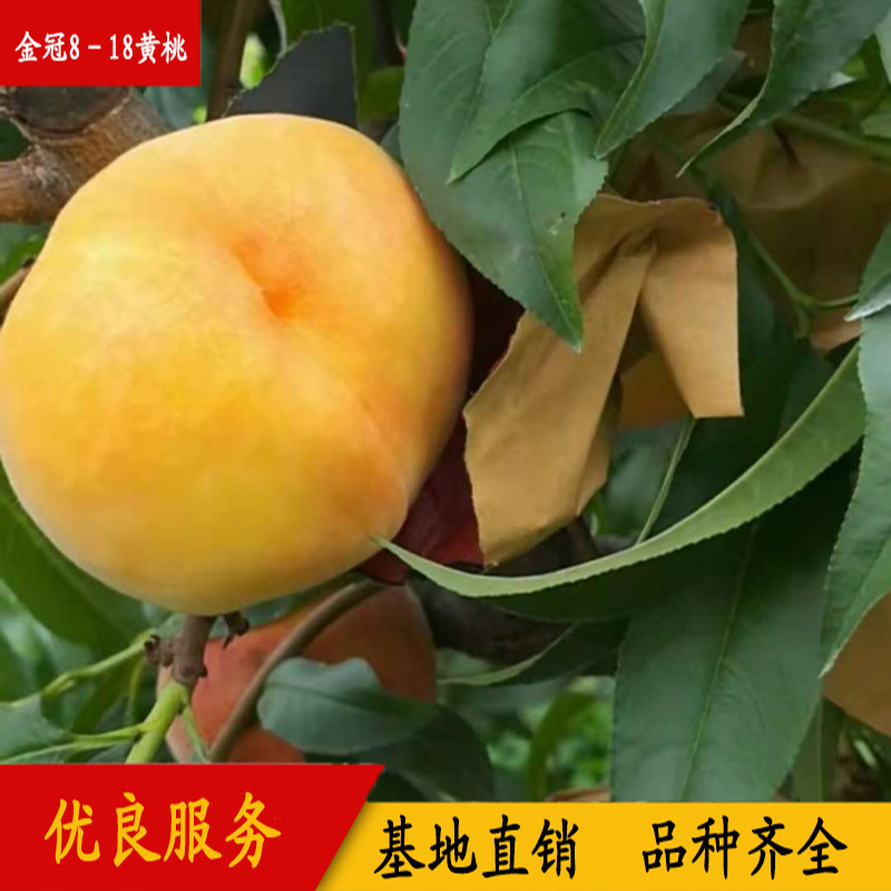 金冠8－18黄桃 早熟黄桃 果大丰产 金冠8-18桃品种图片