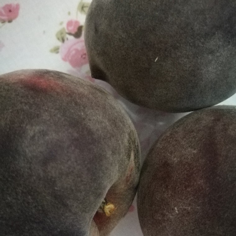 供应桃树新品种黑桃甜品种介绍图片