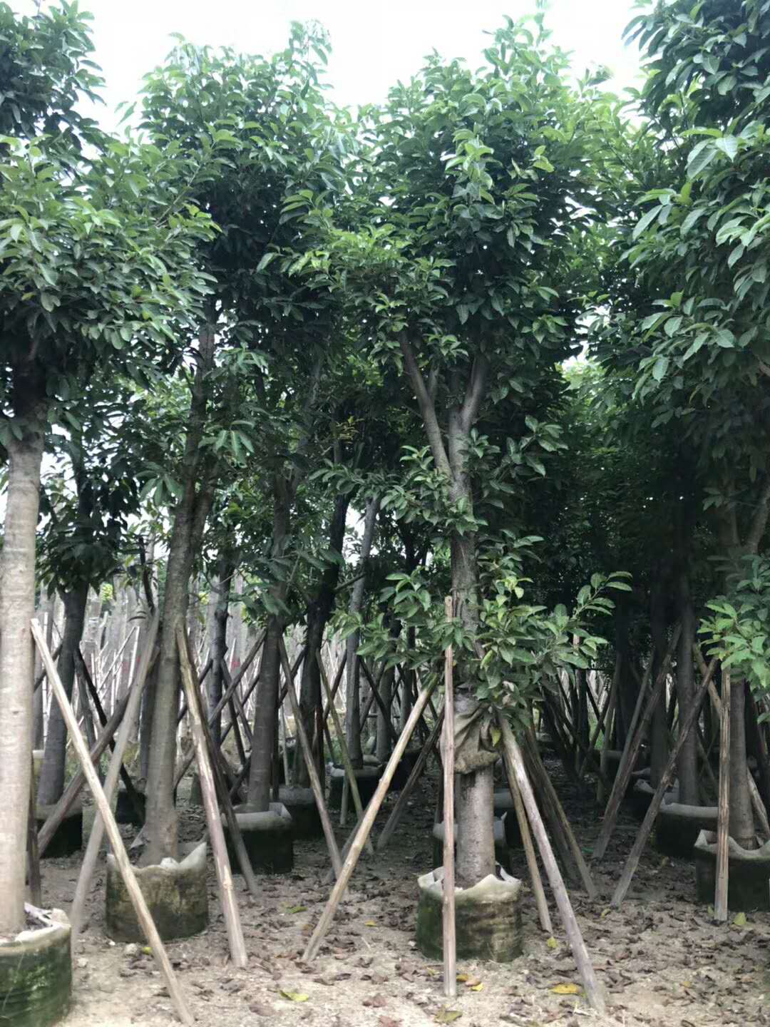揭阳市大叶榕厂家哪里可以采购大叶榕树苗？