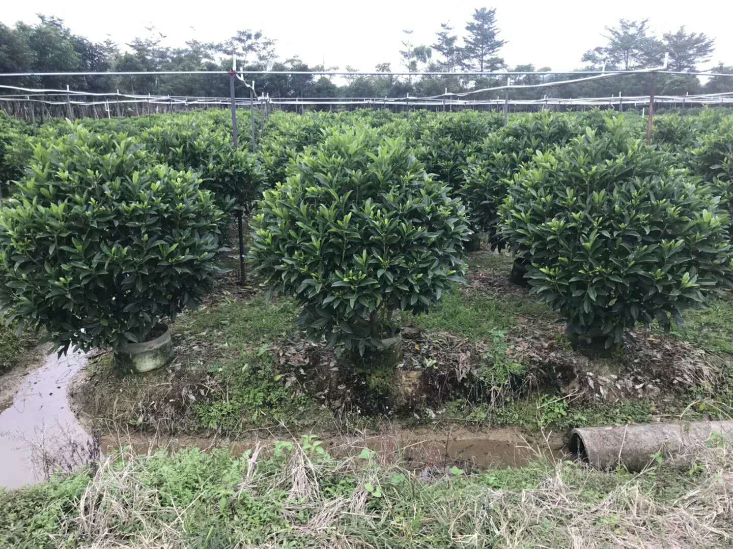 非洲茉莉非洲茉莉 非洲茉莉种植方法 非洲茉莉种植基地 广东非洲茉莉价格