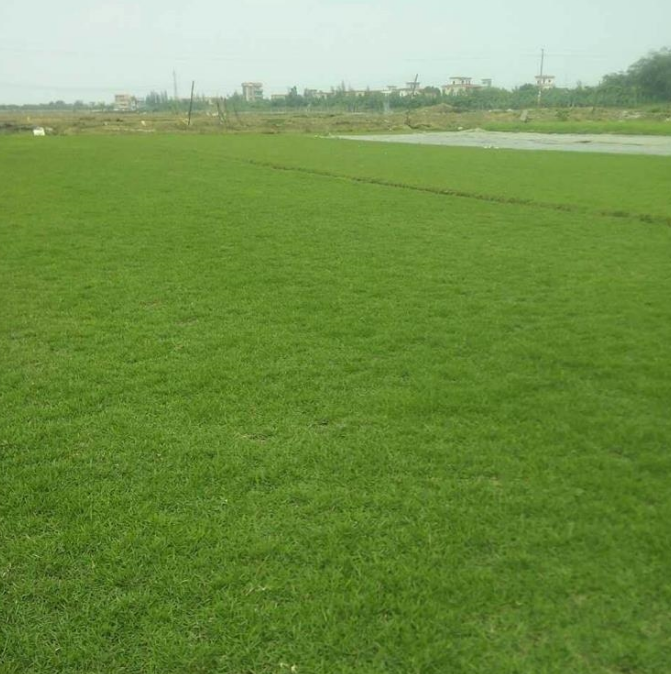 广州哪里有优质台湾草出售 广州台湾草市场价 广州台湾草采购