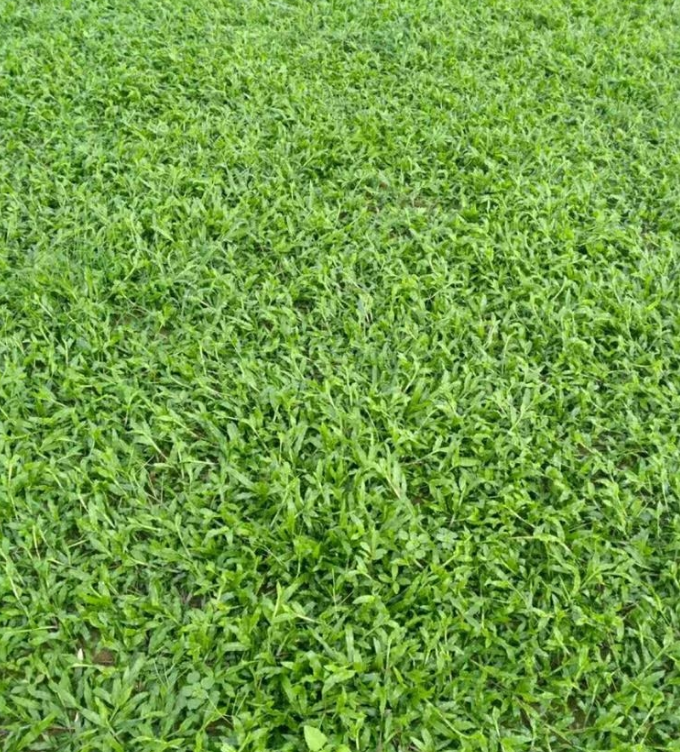 广东优质供应大叶油草坪厂家 优质大叶油草坪