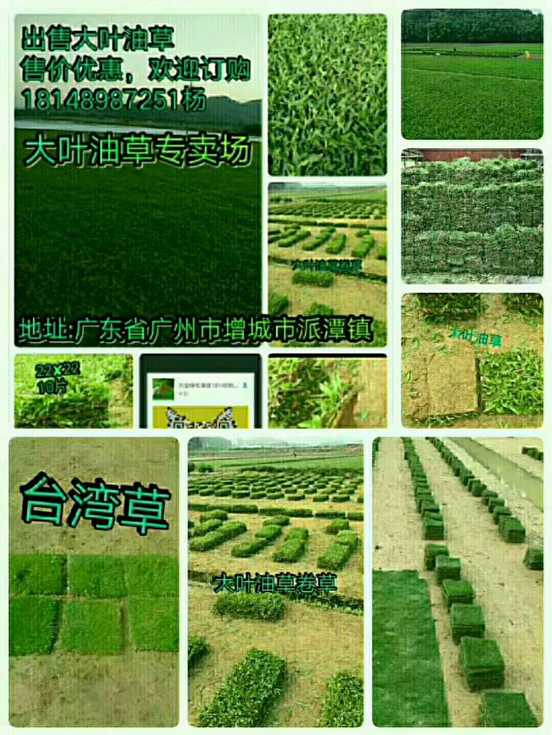 广州引兰三号草采购  兴业绿化草皮基地 优质引兰三号草