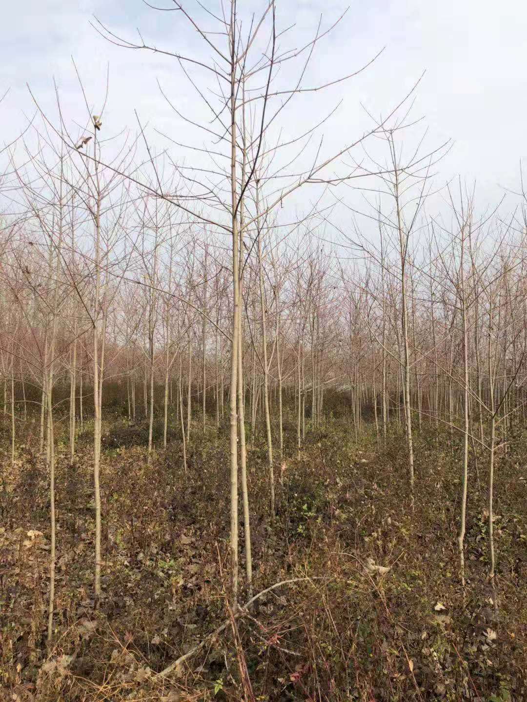 江苏市美国红枫种植基地哪家好图片