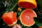 直供养生高产量水果血橙苗基地直供丰富养生高产量水果血橙苗批发  直供养生高产量水果血橙苗
