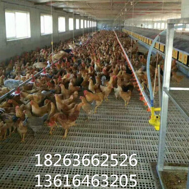 种鸡用漏粪地板 种鸡专用塑料地板 家禽用养殖漏粪板图片