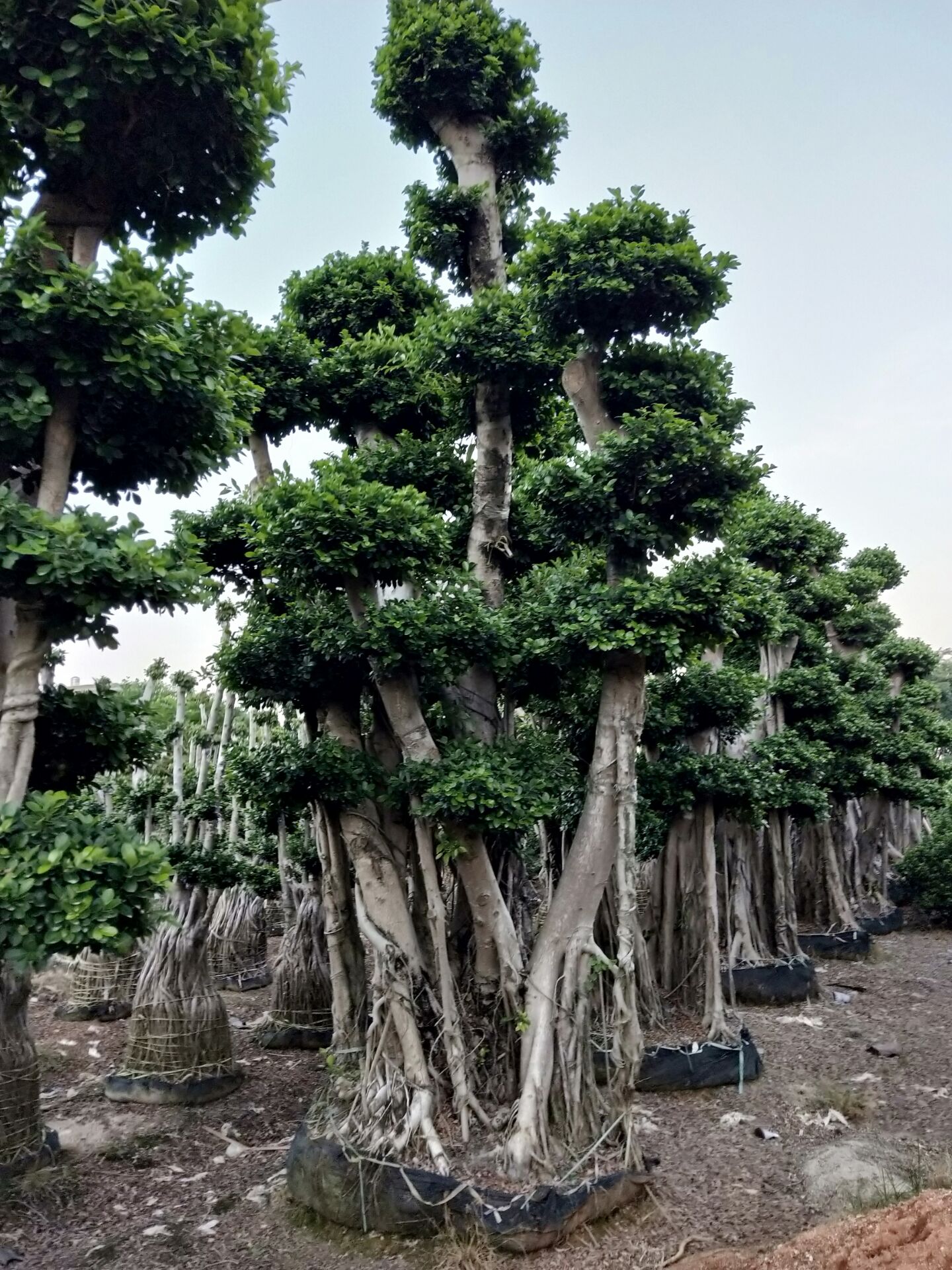 漳州市景观造型小叶榕厂家