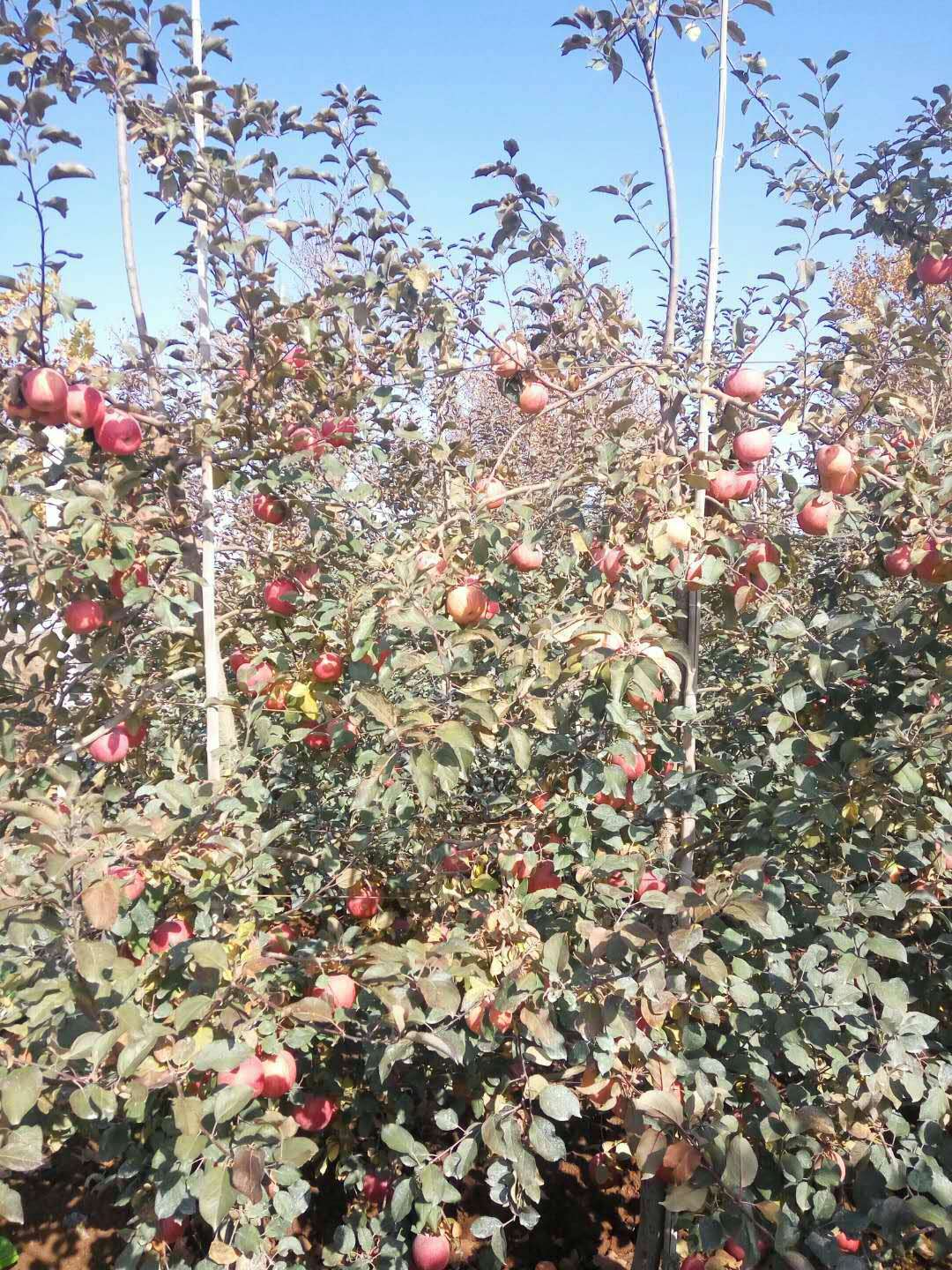 怎样做好m9t337苹果苗种植