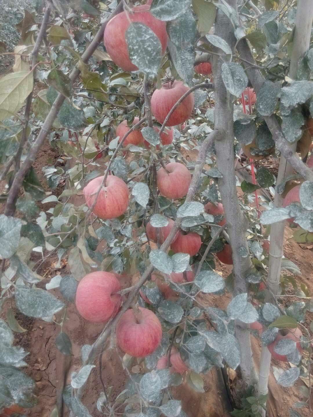 聊城市苹果苗种植厂家