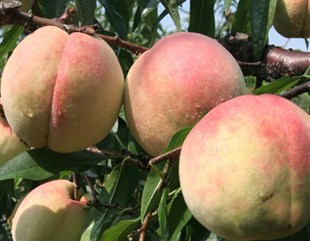 国庆十月大甜桃，晚熟桃树苗，晚熟桃树品种，晚熟桃树新品种