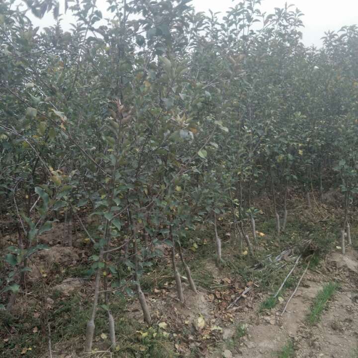 矮化苹果苗，烟富10，烟富8，m9t337苹果苗图片