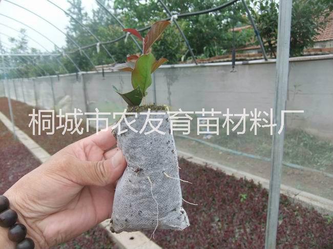安庆市轻基质网袋容器育苗时的注意事项厂家轻基质网袋容器育苗时的注意事项