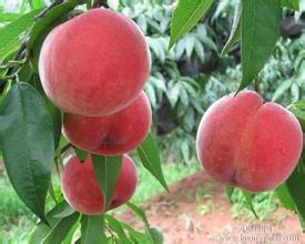 商丘市晚熟 桃品种，映霞红厂家晚熟 桃品种，映霞红，优质桃苗，新品种桃树苗