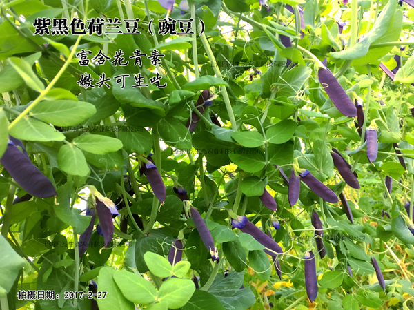 紫黑色荷兰豆，紫黑色豌豆图片