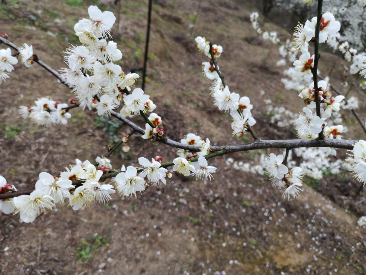 梧州市青梅苗果树厂家