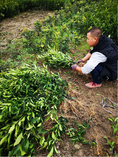 重庆市长叶香橙苗供应商厂家