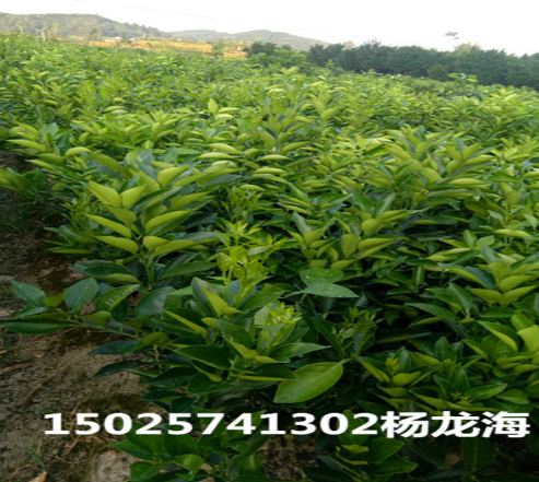 重庆市纽荷尔脐橙苗供应厂家
