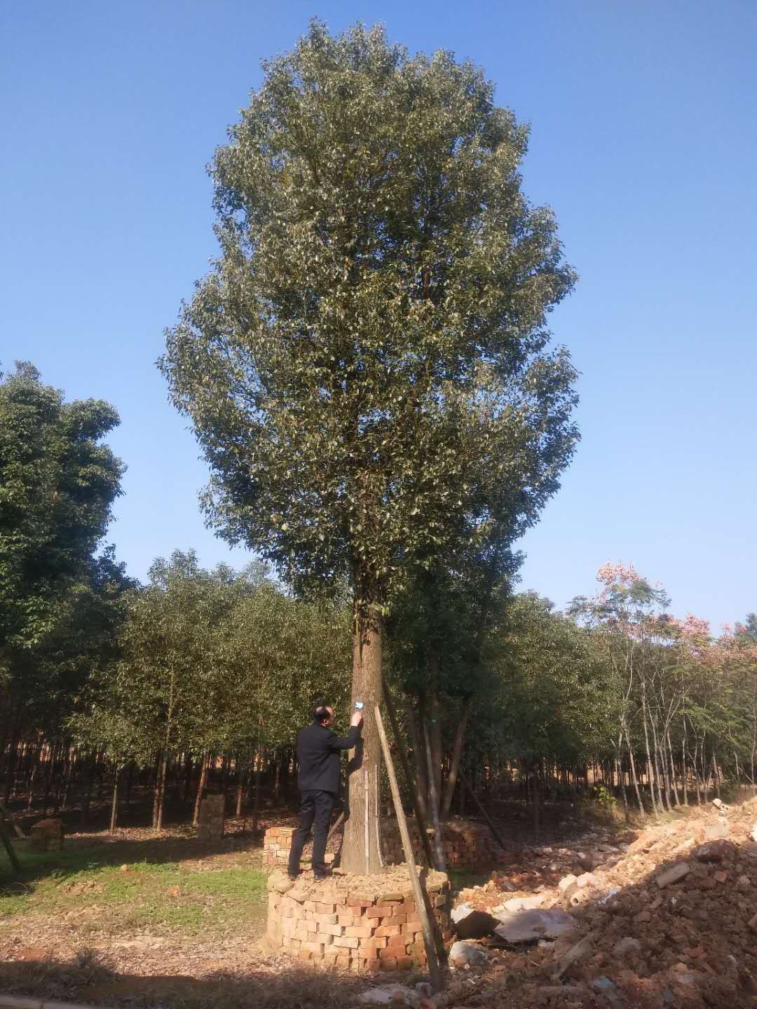 广东丛生香樟湖南丛生香樟-广东丛生香樟-福建丛生香樟/厂家批发报价供应商