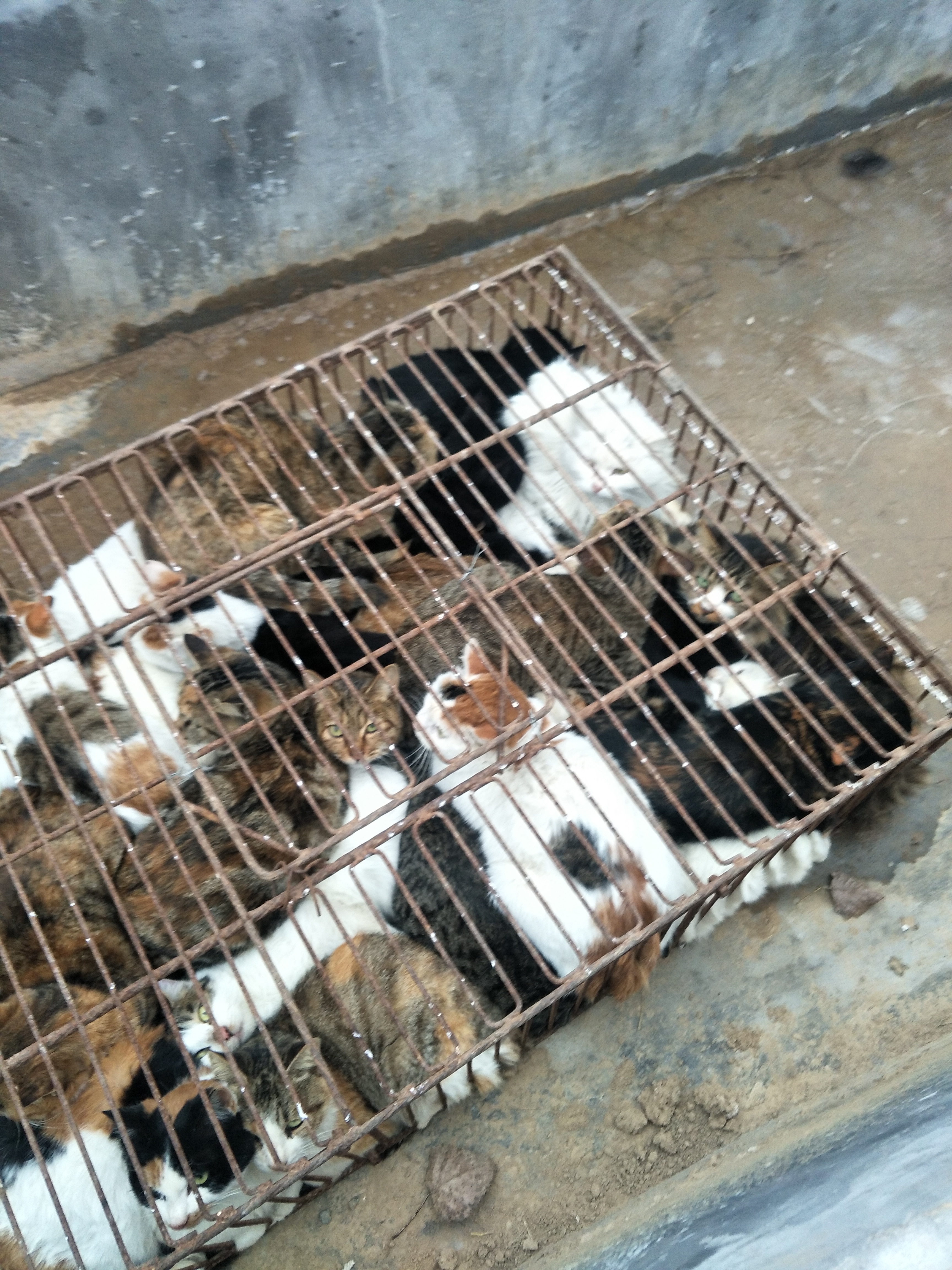 供应肉猫—山东肆合肉猫养殖场-大型肉猫养殖基地 肉猫养殖、狸花猫养殖、全国发货 肉猫价格、肉猫养殖前景图片