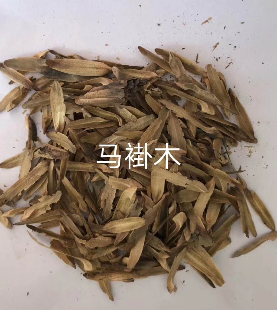 九江马褂木批发
