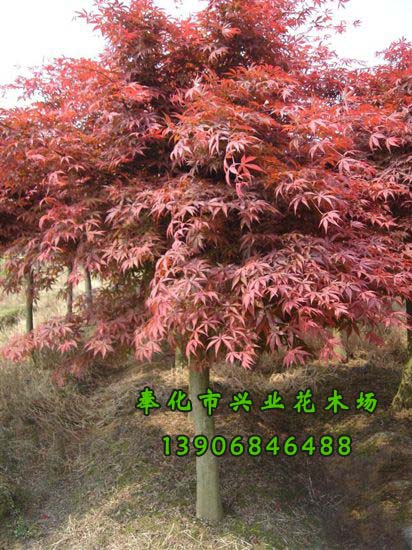 大量出售红枫小苗_宁波市中国红枫奉化市溪口兴业花木场图片